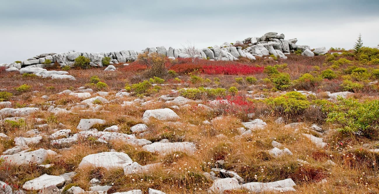 Rocky Ridge Trail. Dolly Sods Wilderness